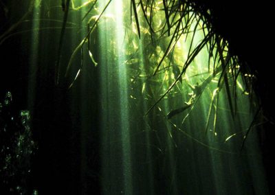 Buceo en cenotes casa cenote